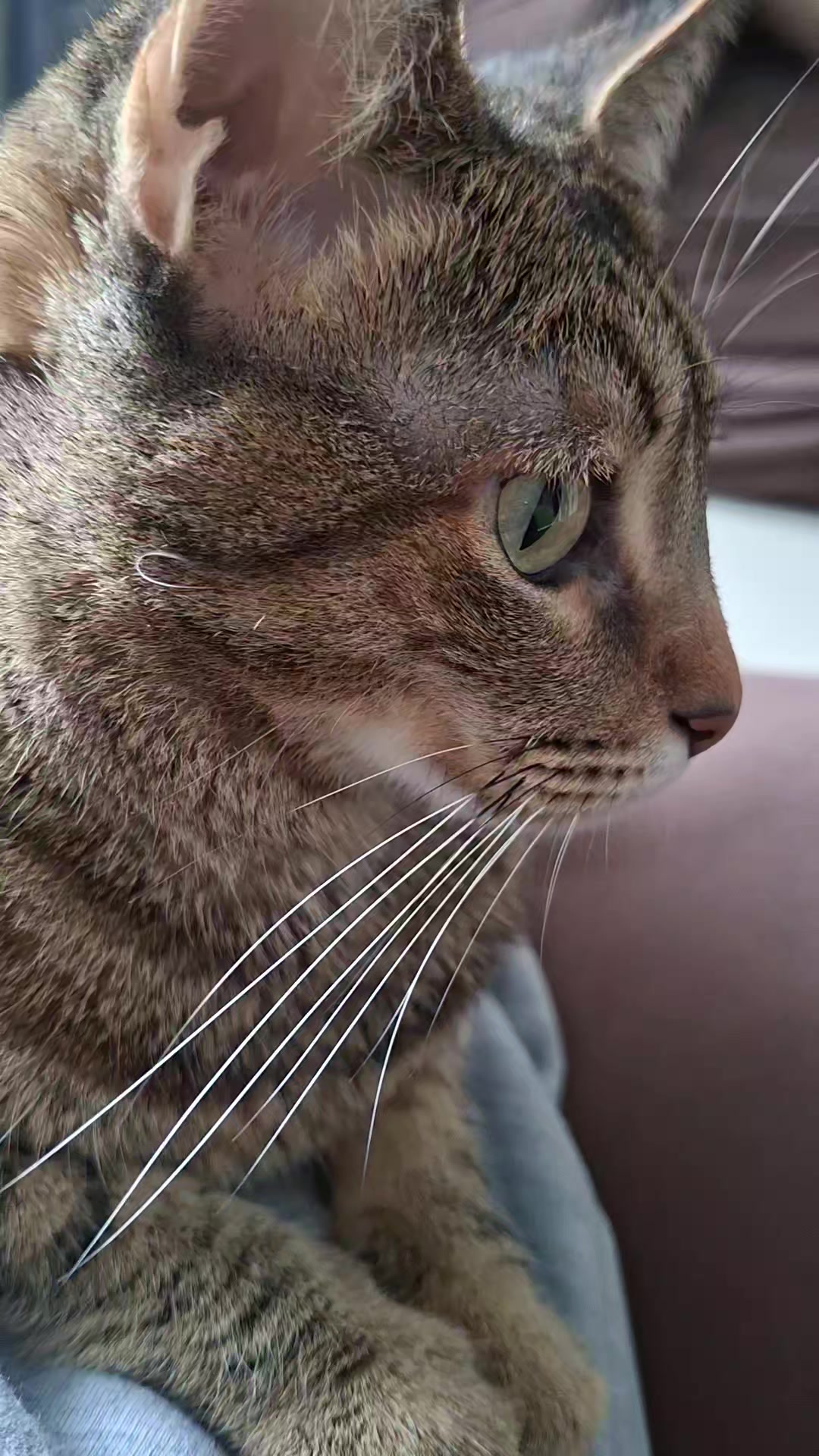 @KAI 🐈 Y LUA🐈⬛
