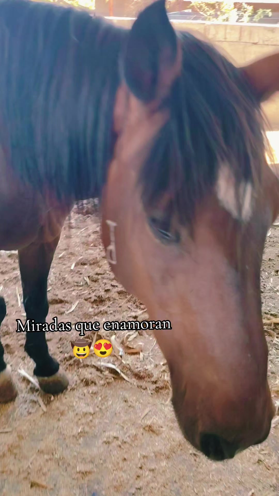 @💗🐎Tu vaquerita🐎💗