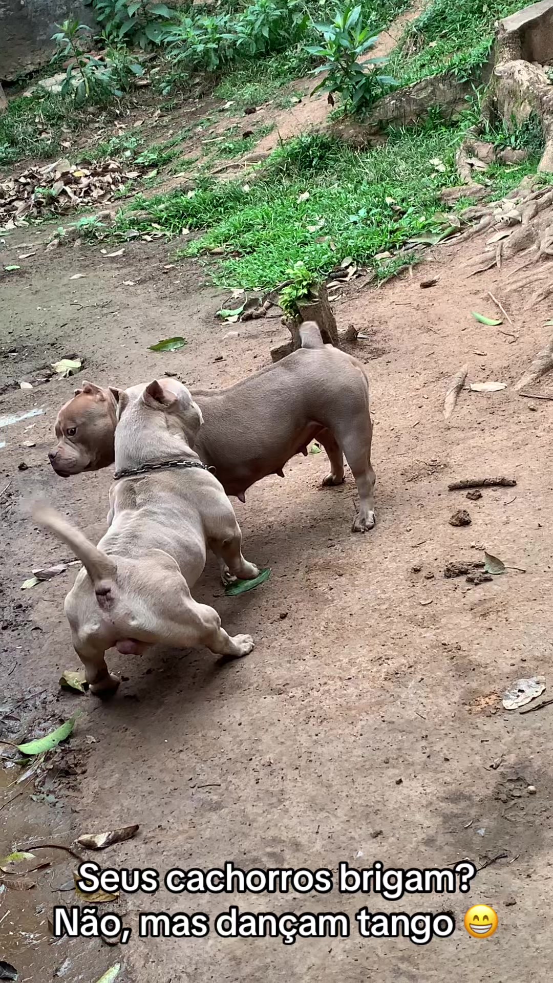 @JFB BULLS KENNEL 🐶❤️