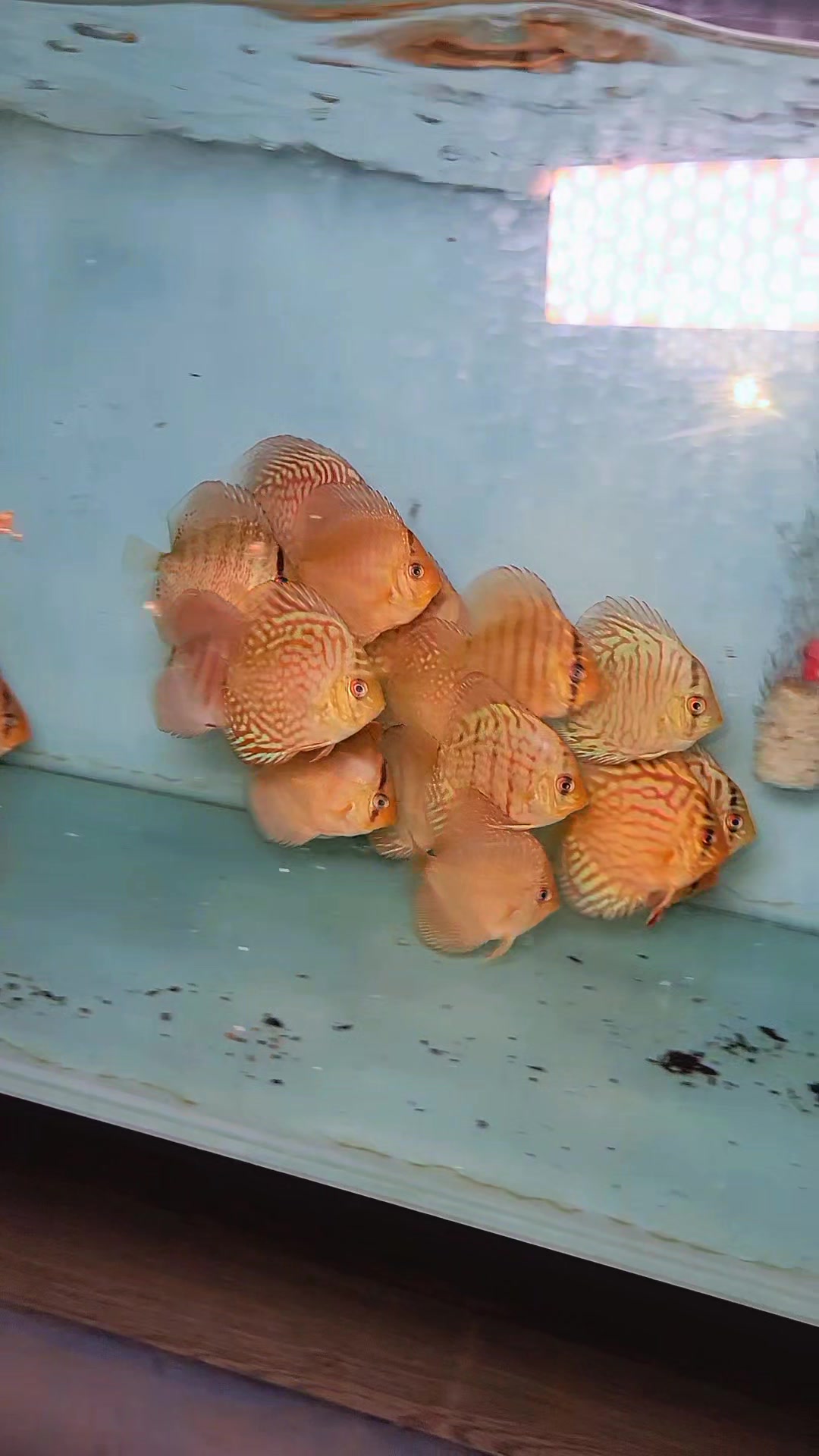 @Discus House Aquarium