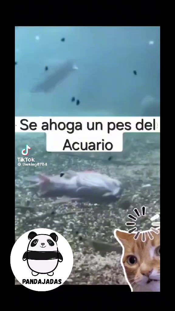 @Pandajadas!