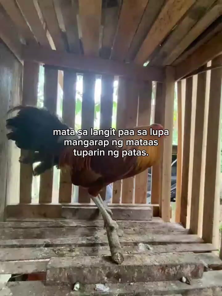 @Big Backyard 🐓🐓