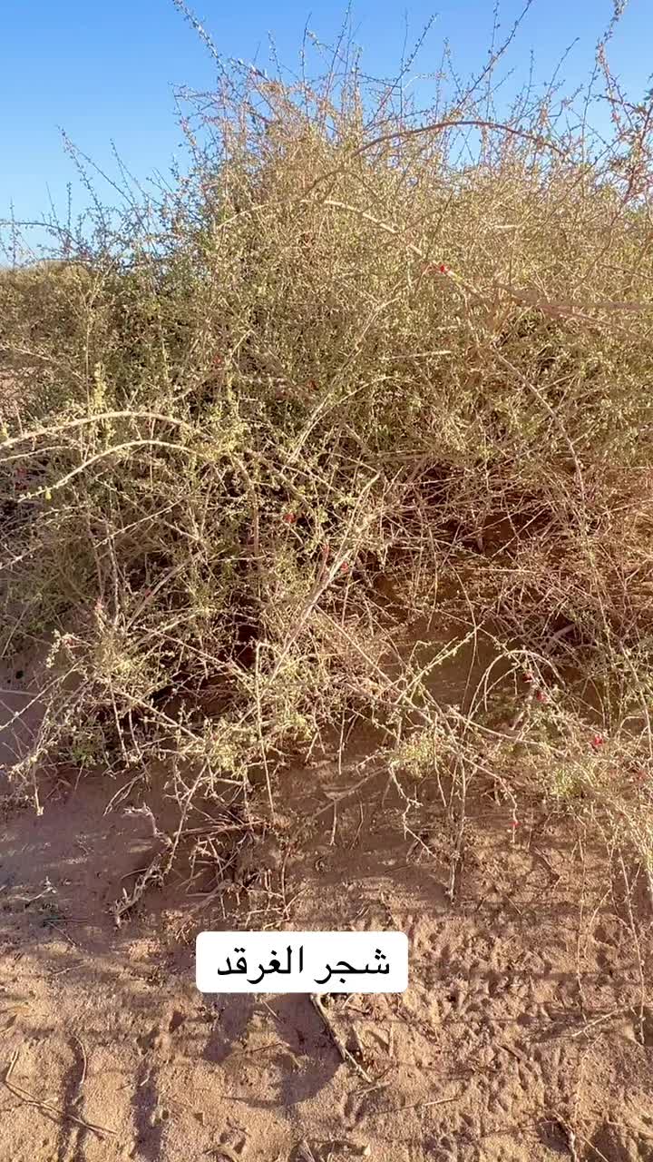 @ابومشعل