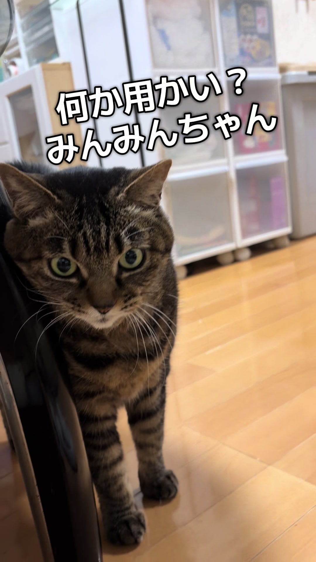 @🐈もこぶん🎸