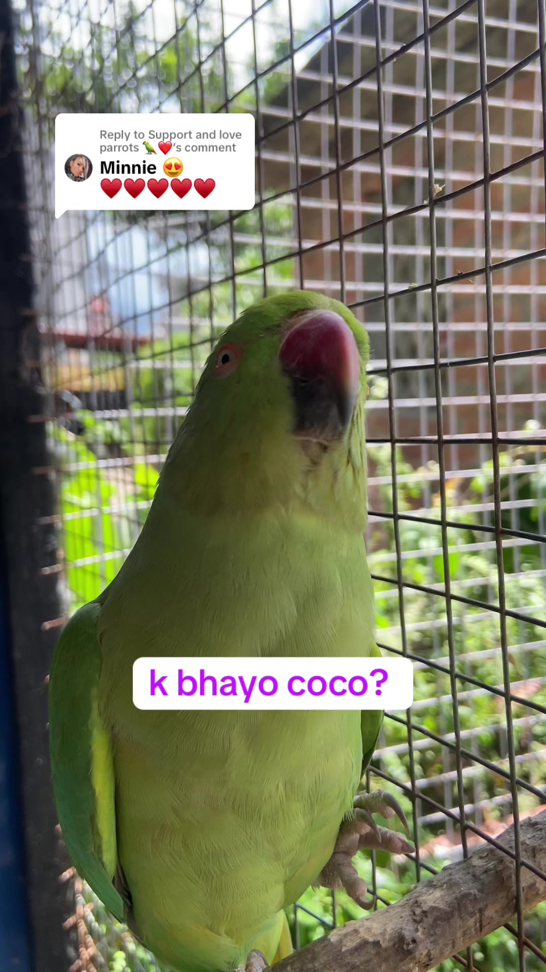@Chatteringbeaks