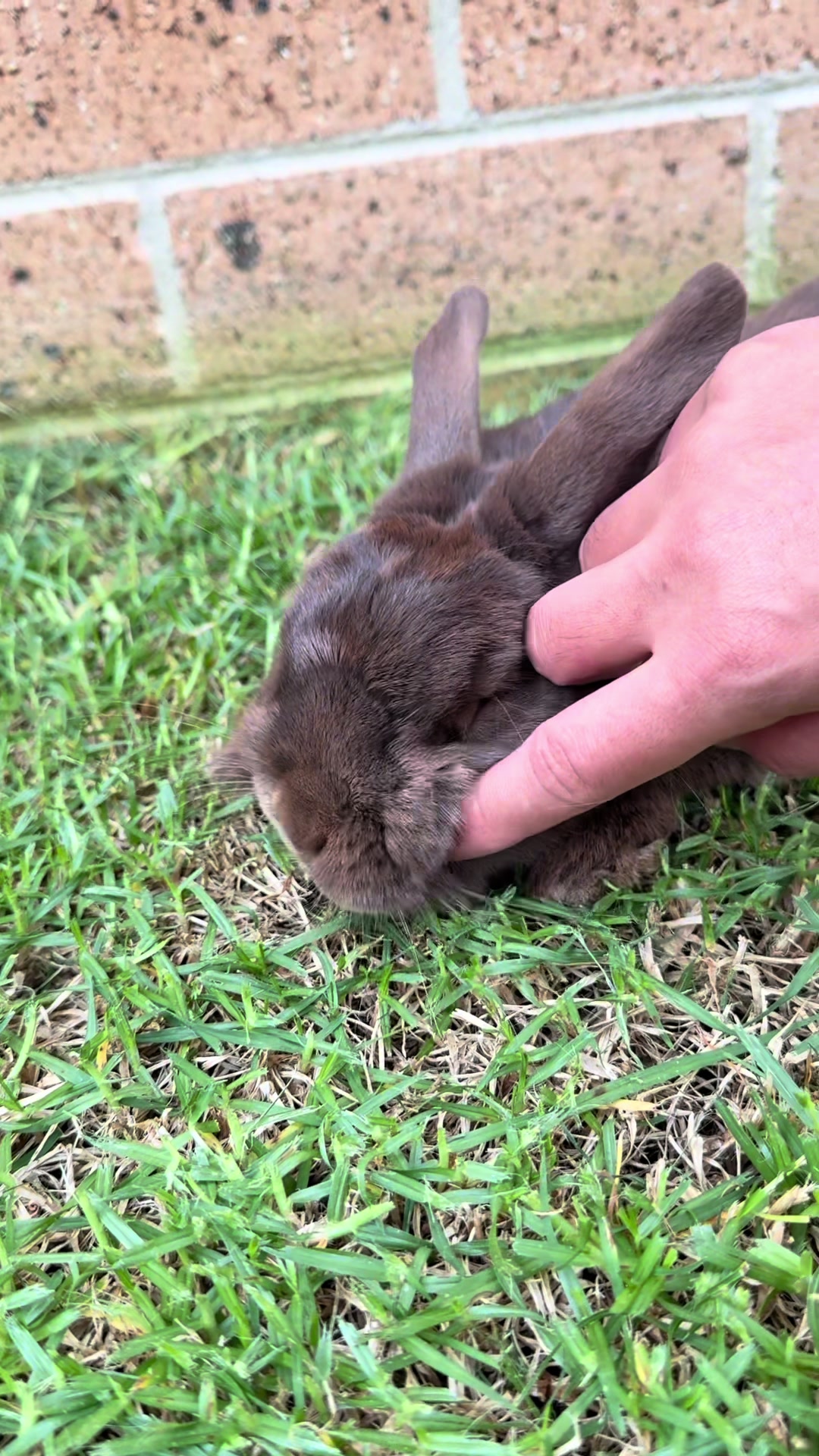 @Chocolate and Cheeto 🐶🐰