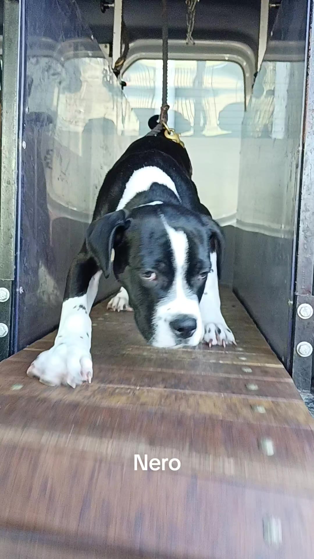 @Canine Conditioning