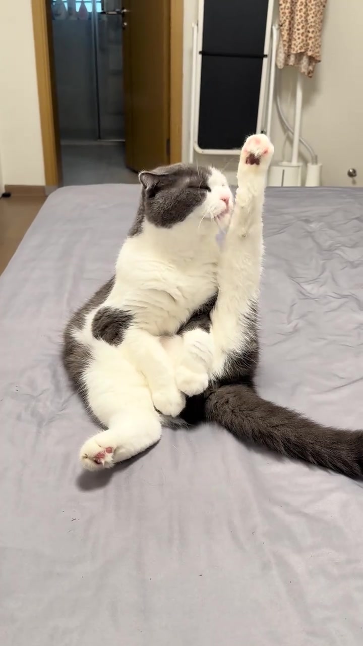 @Vitamin Meoww