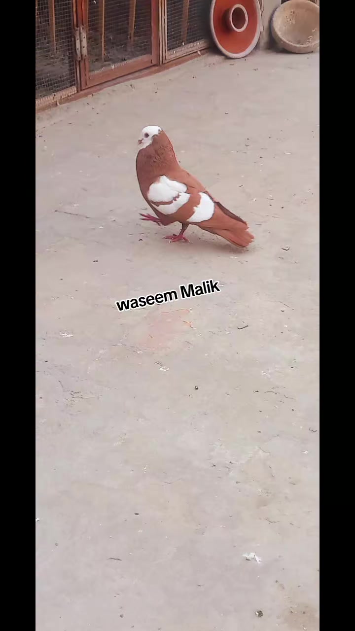@waseem Malik