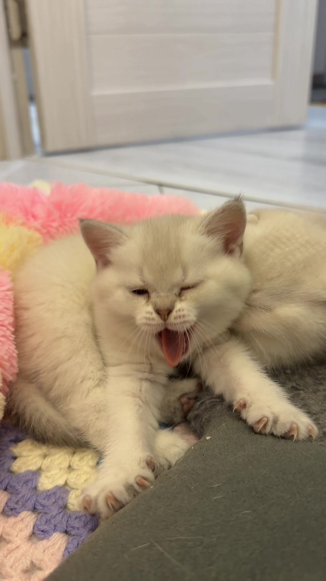 @Cat&Kittens