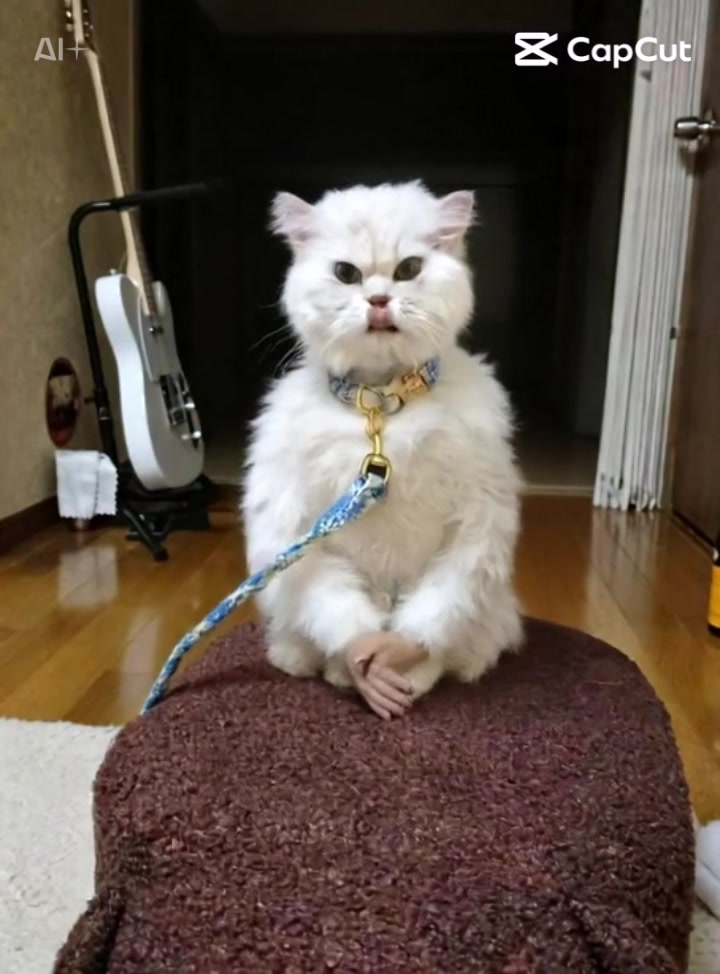 @38猫😈🐈みやねこ