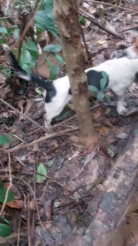 @Ca&ccedil;ador raiz