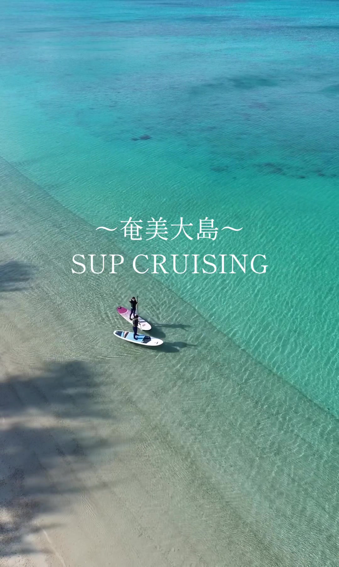 @奄美大島シマッチュ
