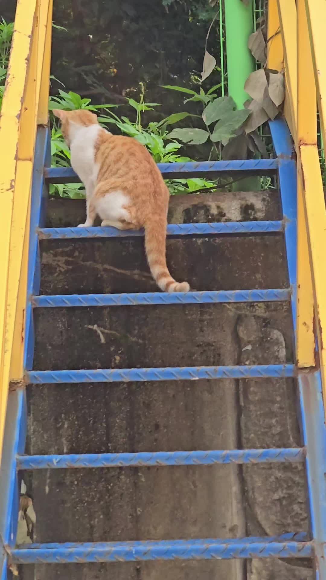 @고양이 형아