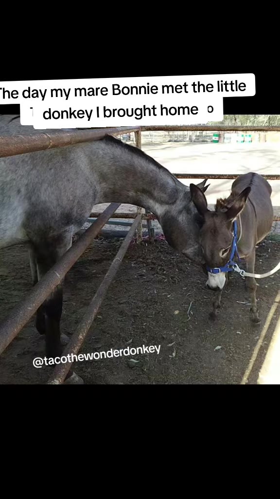 @Tacothewonderdonkey