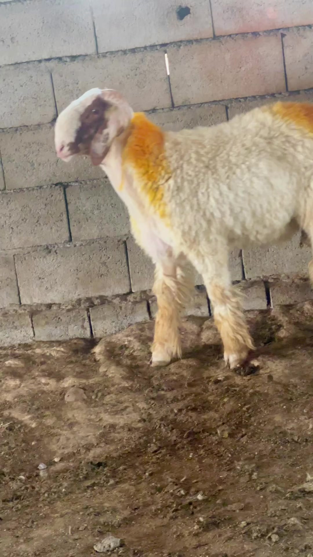 @عو مەر قەساب