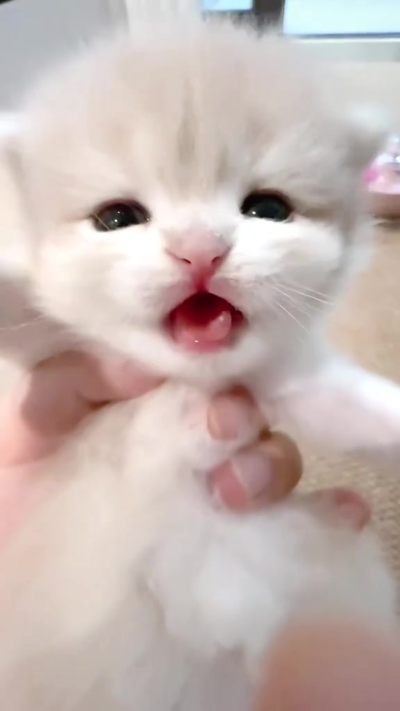 @catbosssss