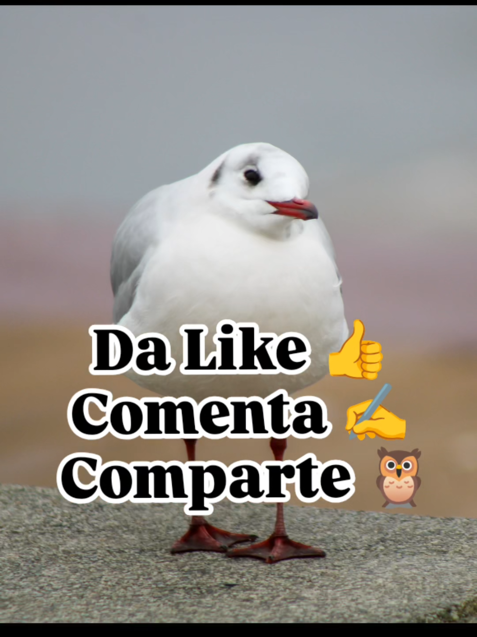 @Felipe Dinamarca Yeomans