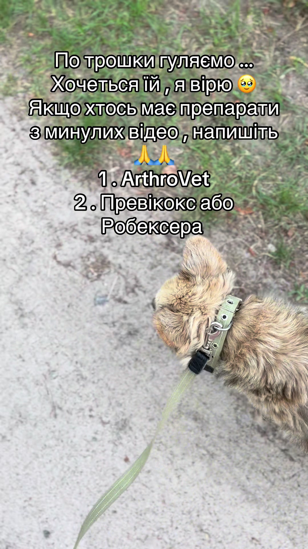 @tanya.help.animal