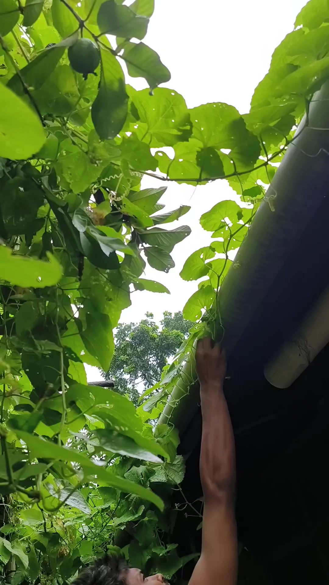 @মিষ্টি কাপোল