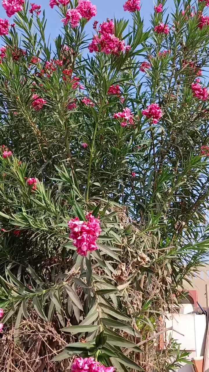 @đŋjasimđāĻĒā§āϰāĻā§āϤāĻŋ đāĻĒā§āϰā§āĻŽāĻŋđŋ