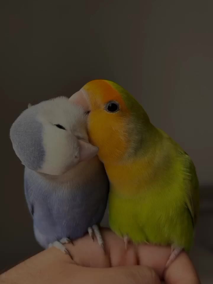 @๐งฟุนูููููููุจุงุณ ุงููุงุณุทู ๐ธ