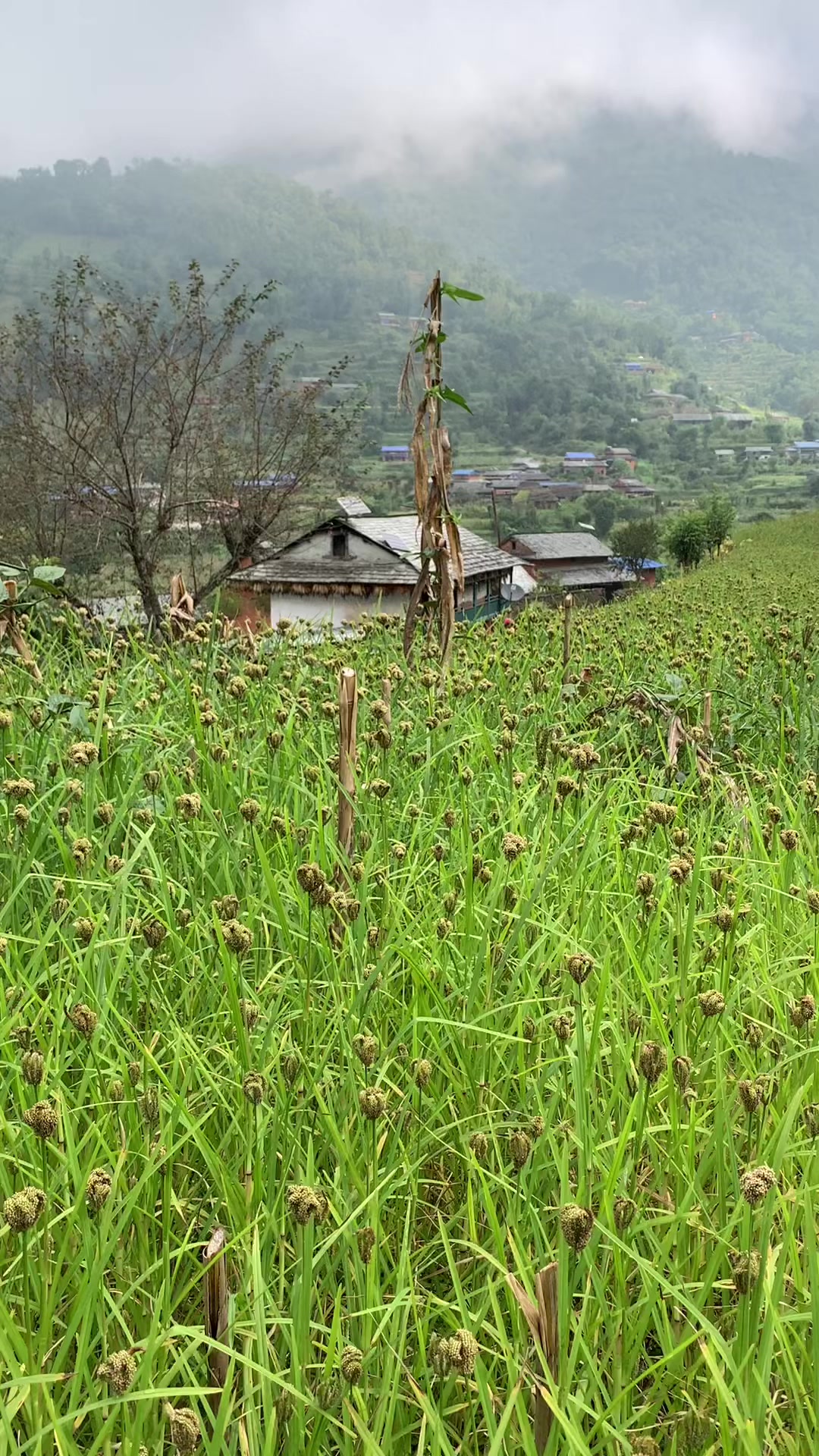 @Nabina Thapa Magar