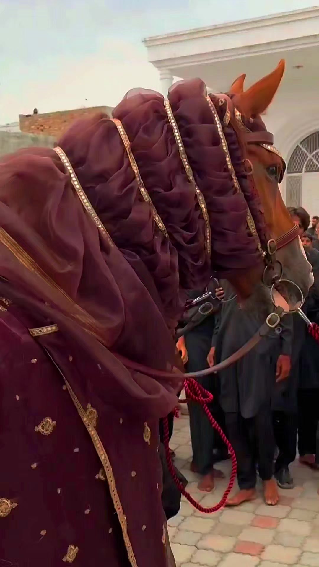 @مرکزی ذوالجناح تلہ گنگ