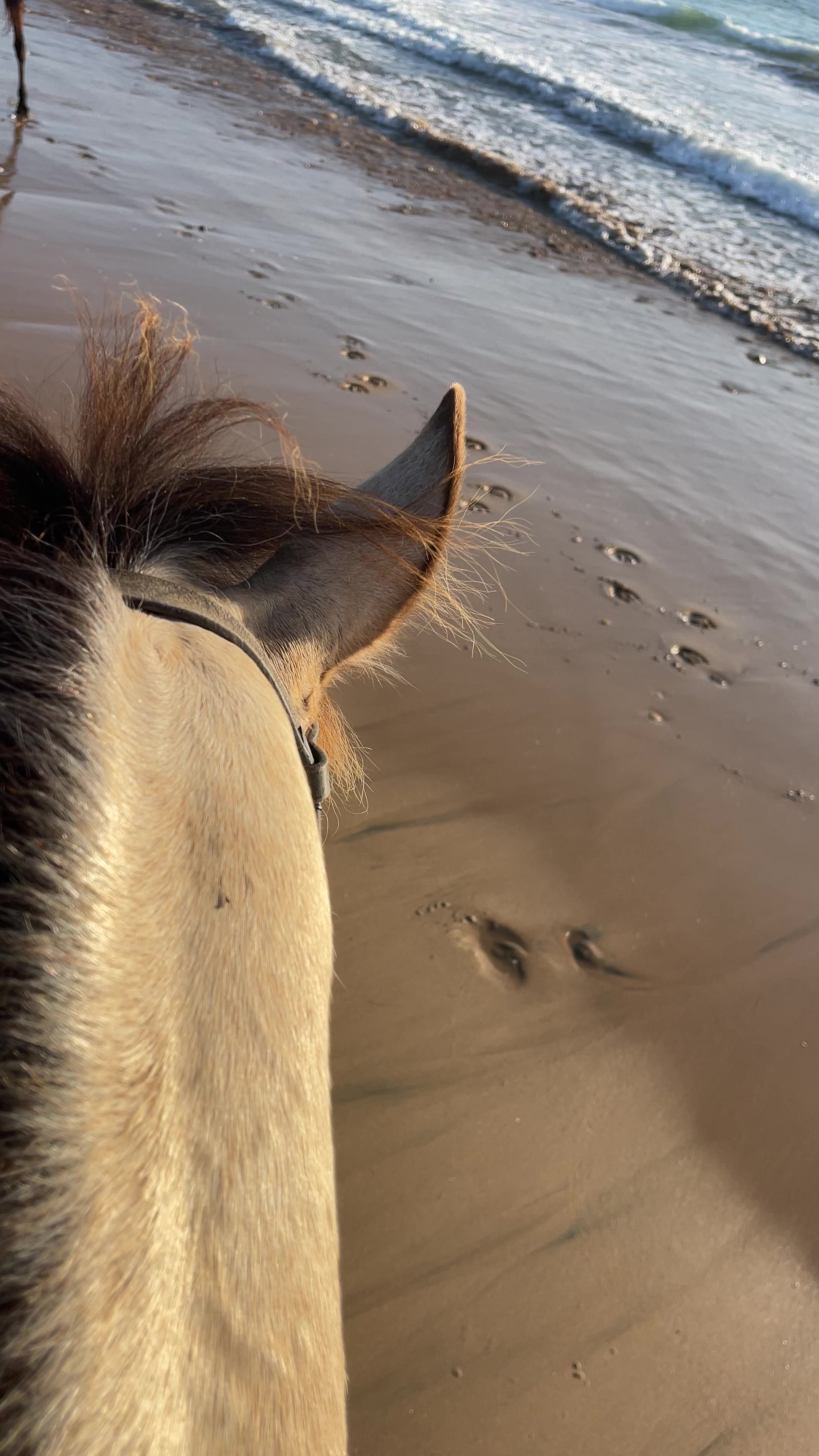 @Cheval_agadir