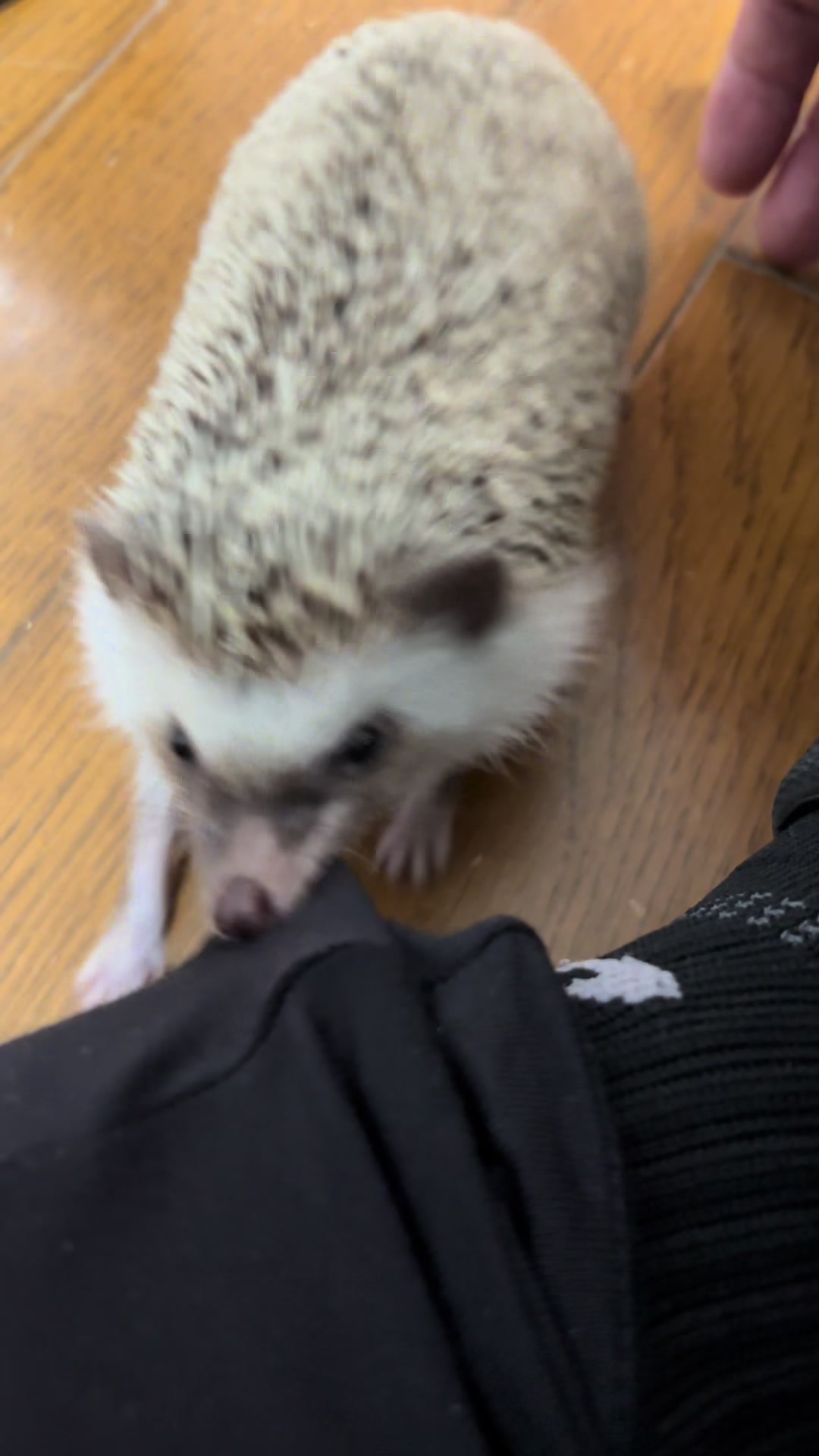 @我が家のハリネズミ🦔