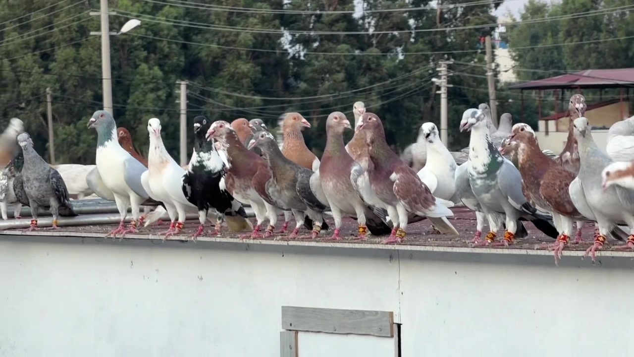 @Mustafa Korkutan