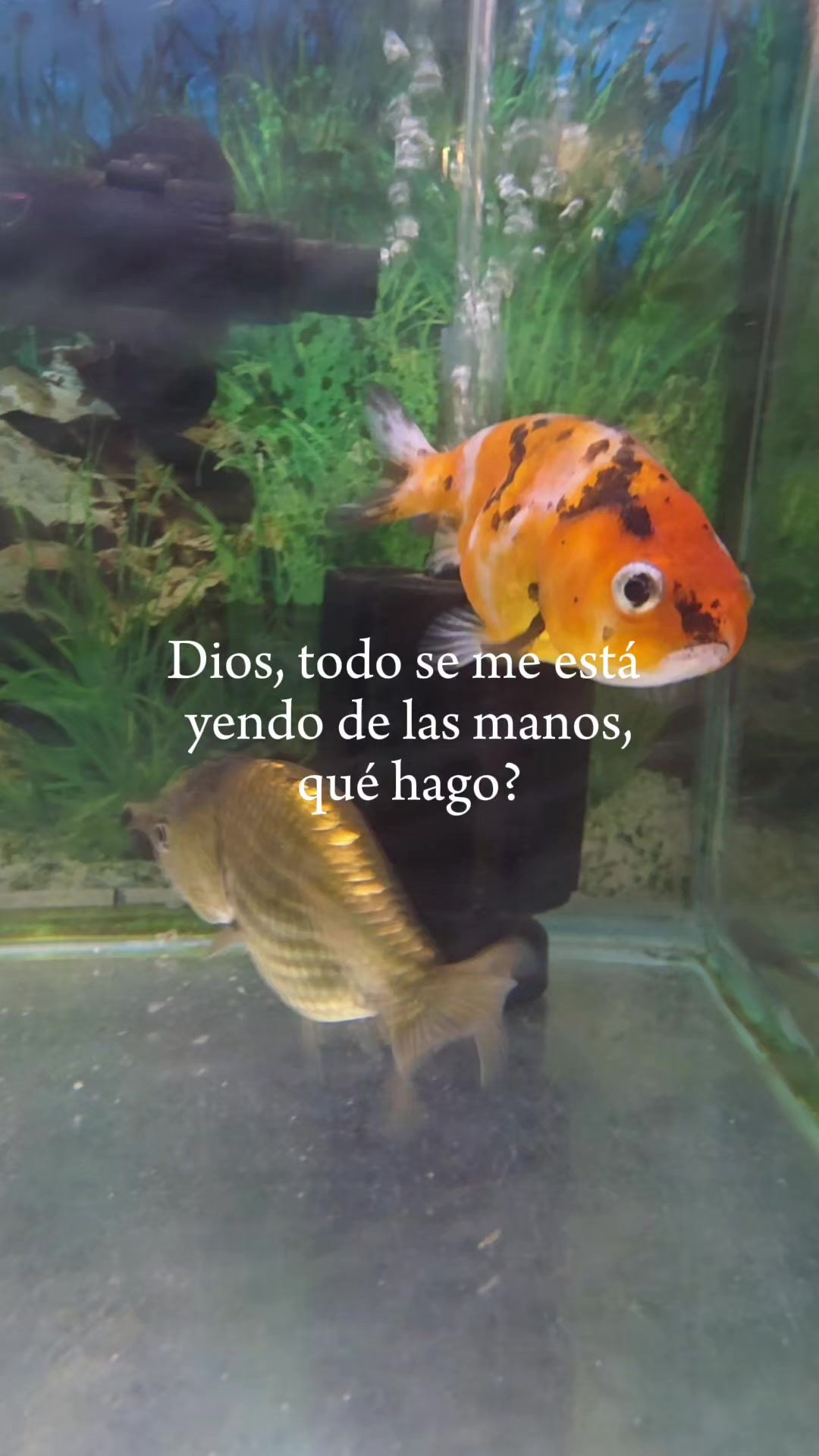 @Acuario Zoo Fish💙