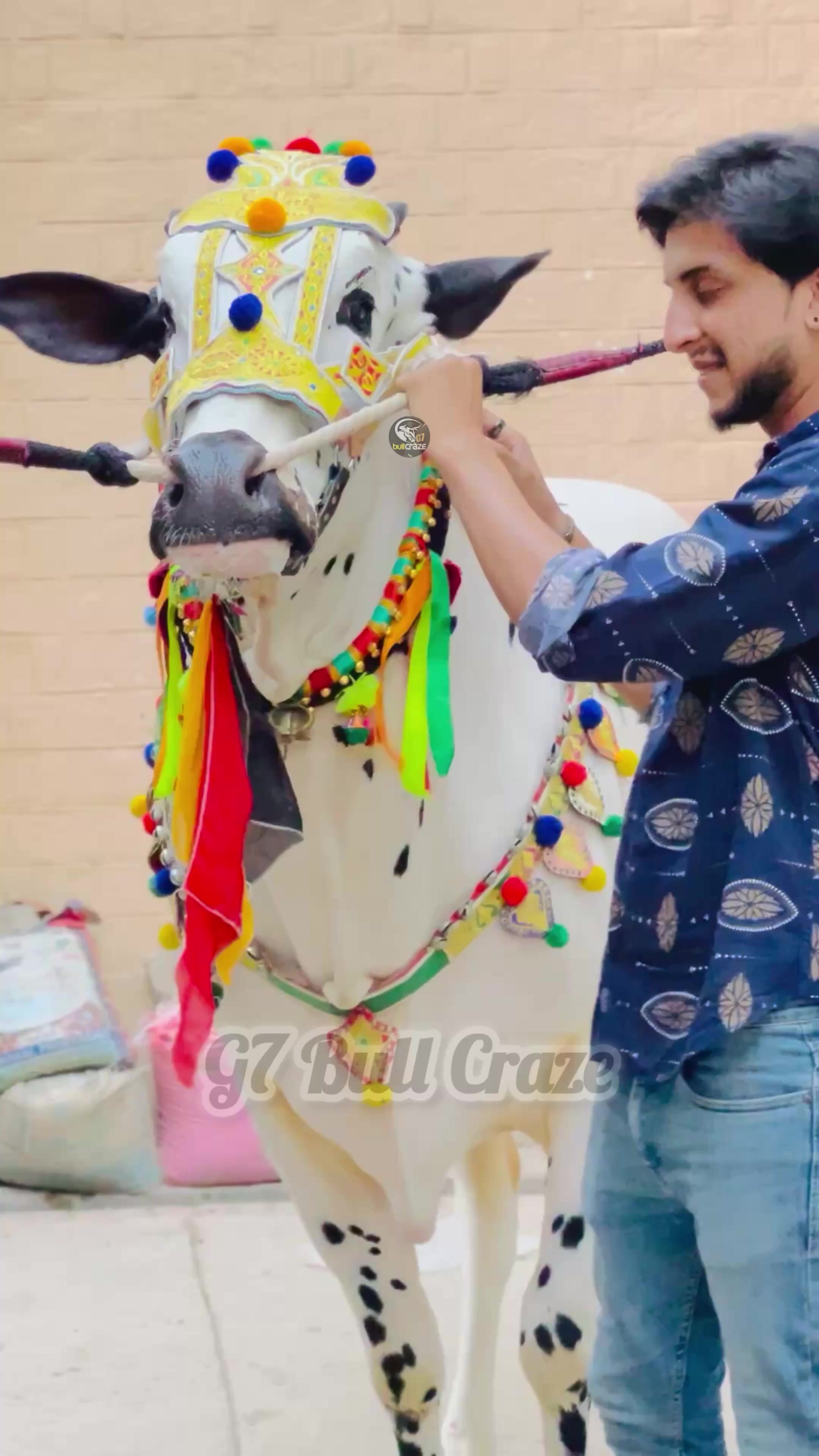 @G7 BULL CRAZE