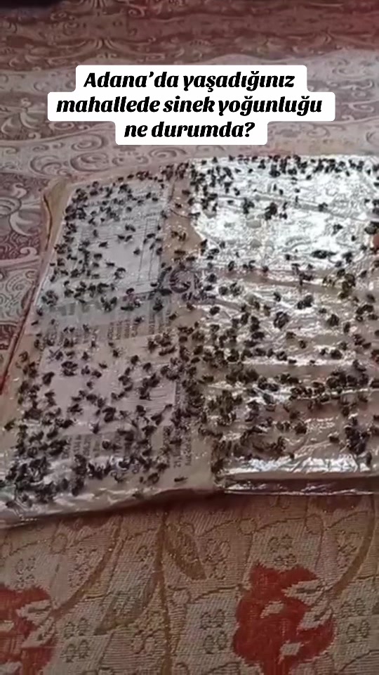 @Bizadanaliyik