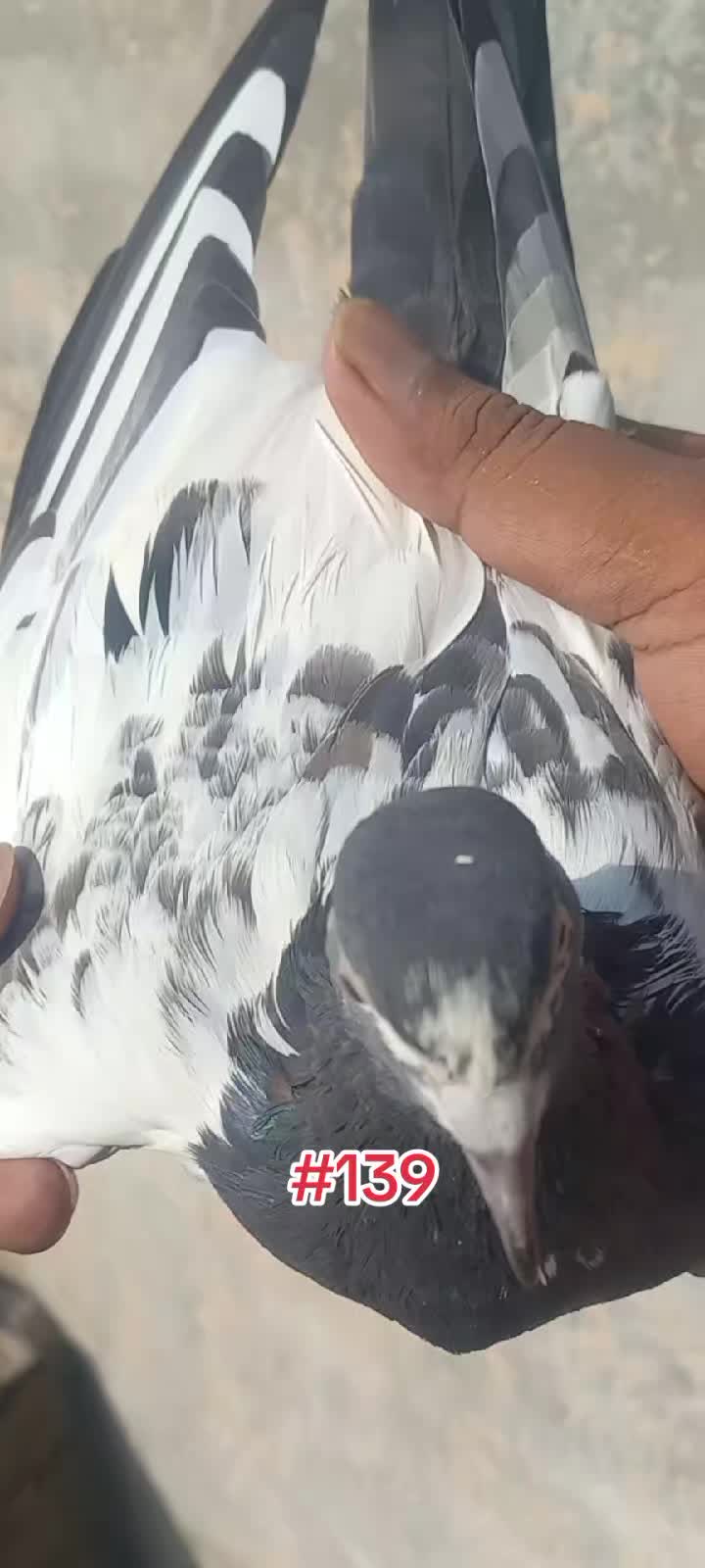 @Ranakasuripigeon