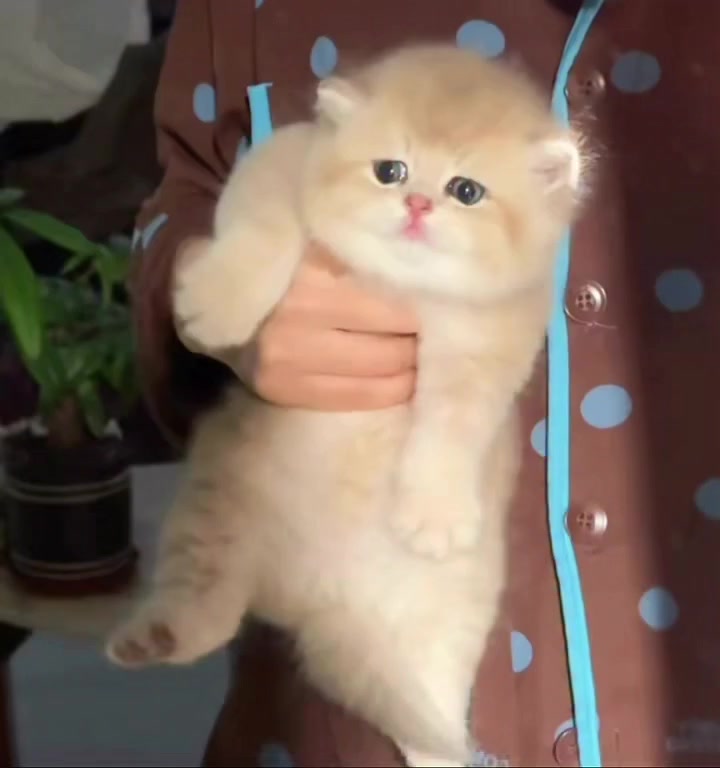 @Chonky World Of Cats
