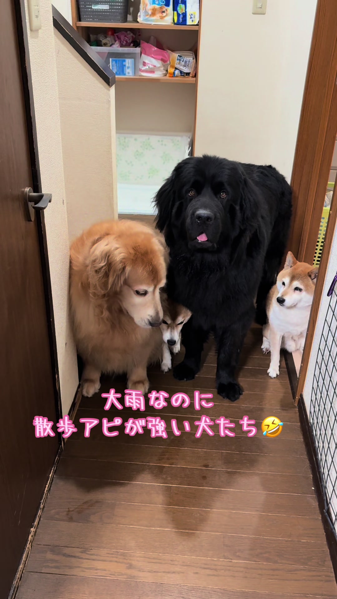 @ムックパパ🔶🐾