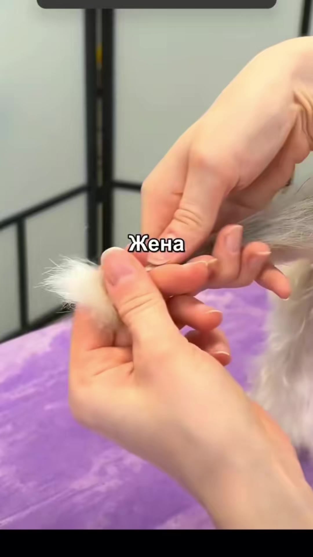 @фэнге