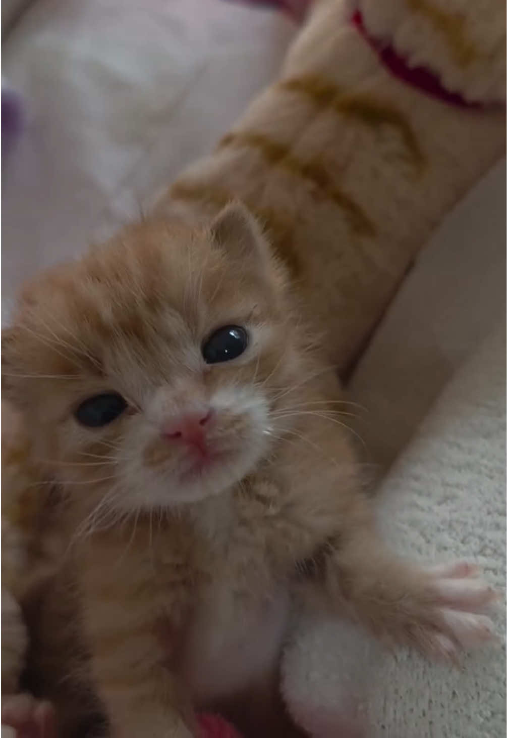 @kloutkittens