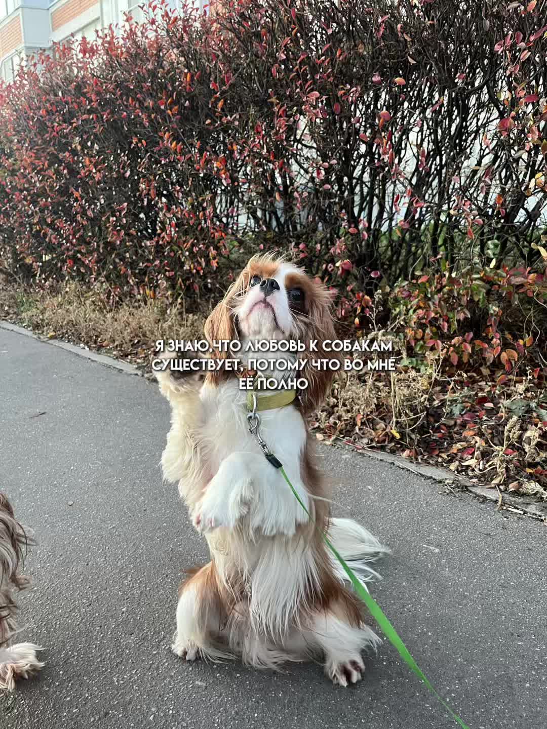 @Фаби🐶