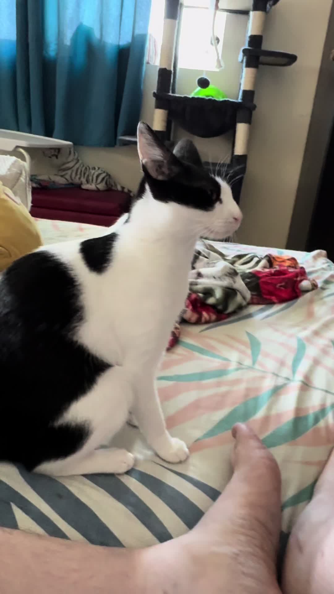 @Father5cats