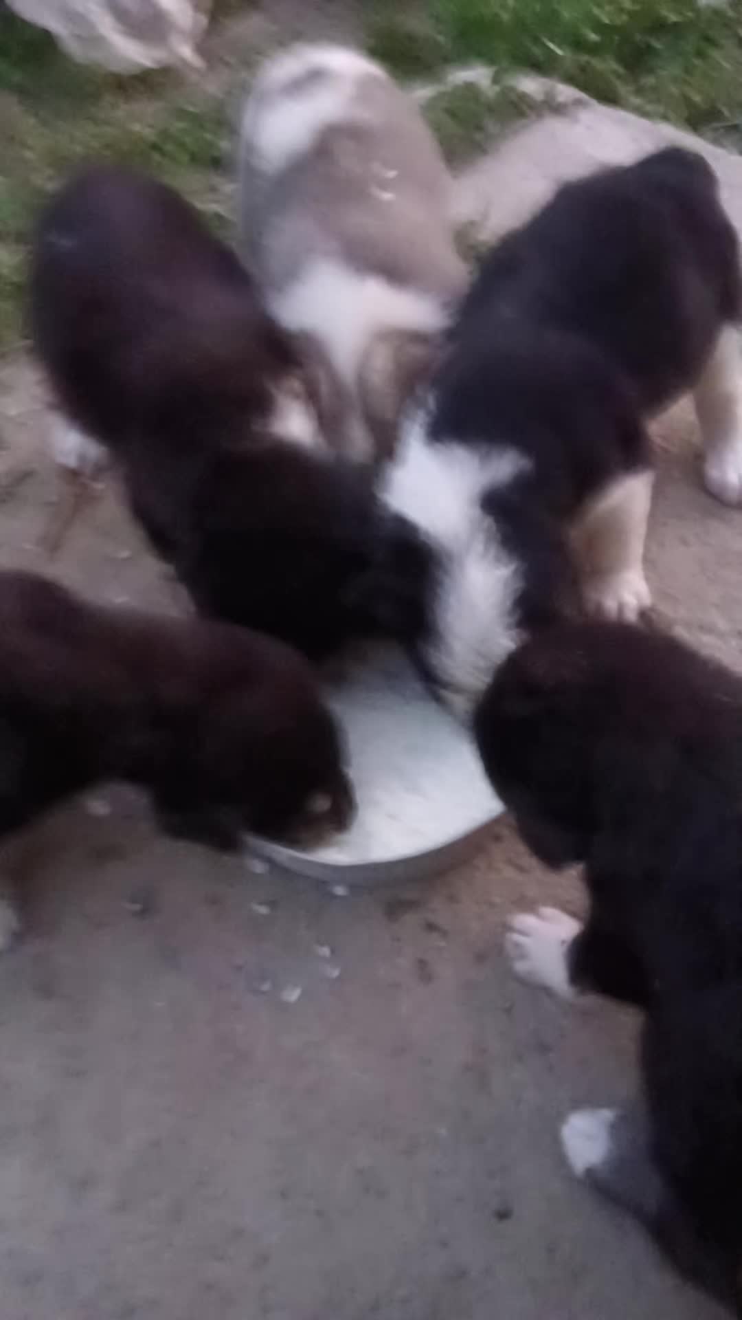 @Əziz Kürdəxanı FARM 𐱅𐰇𐰼𐰰