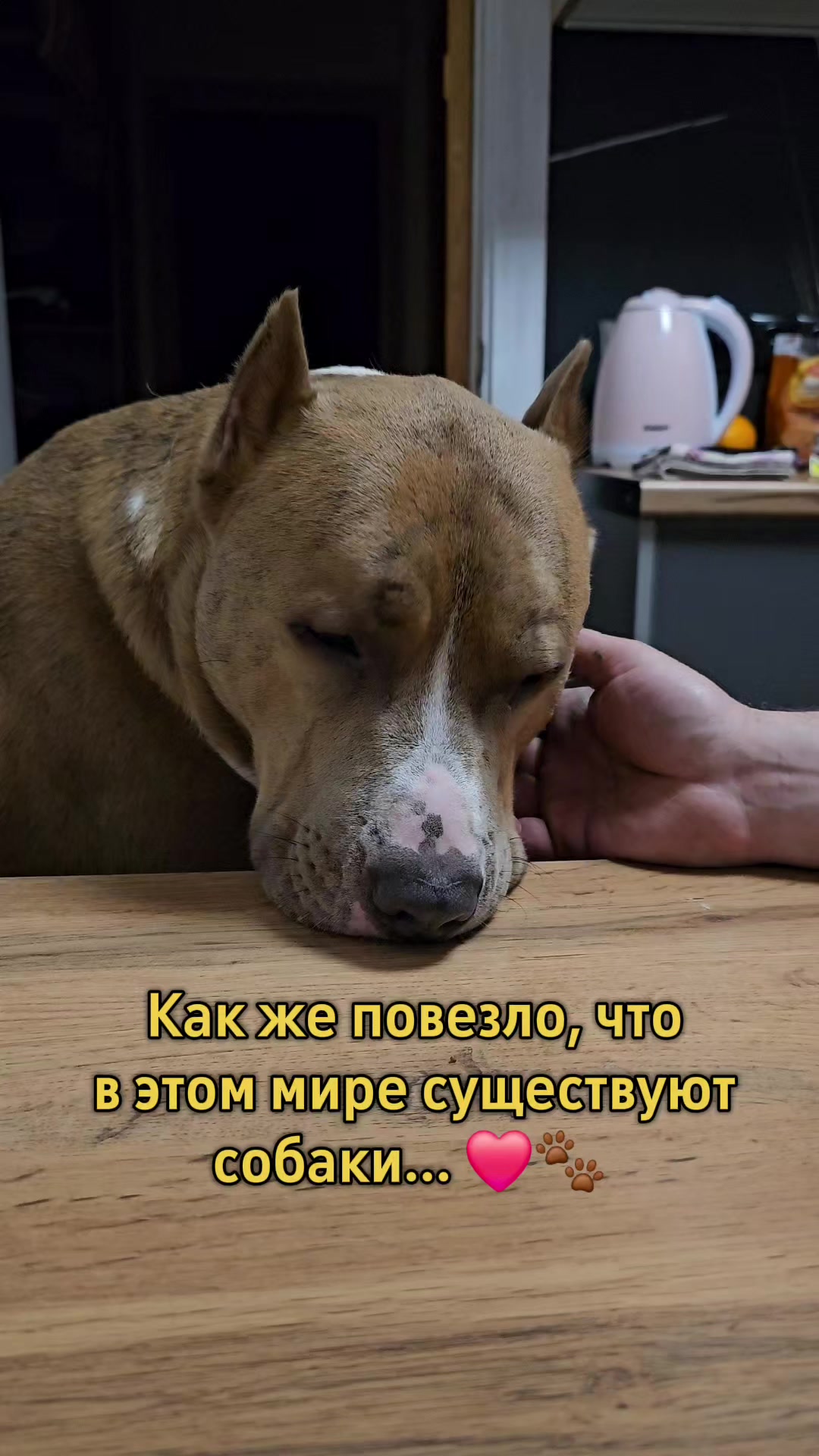 @Pitbul Fred