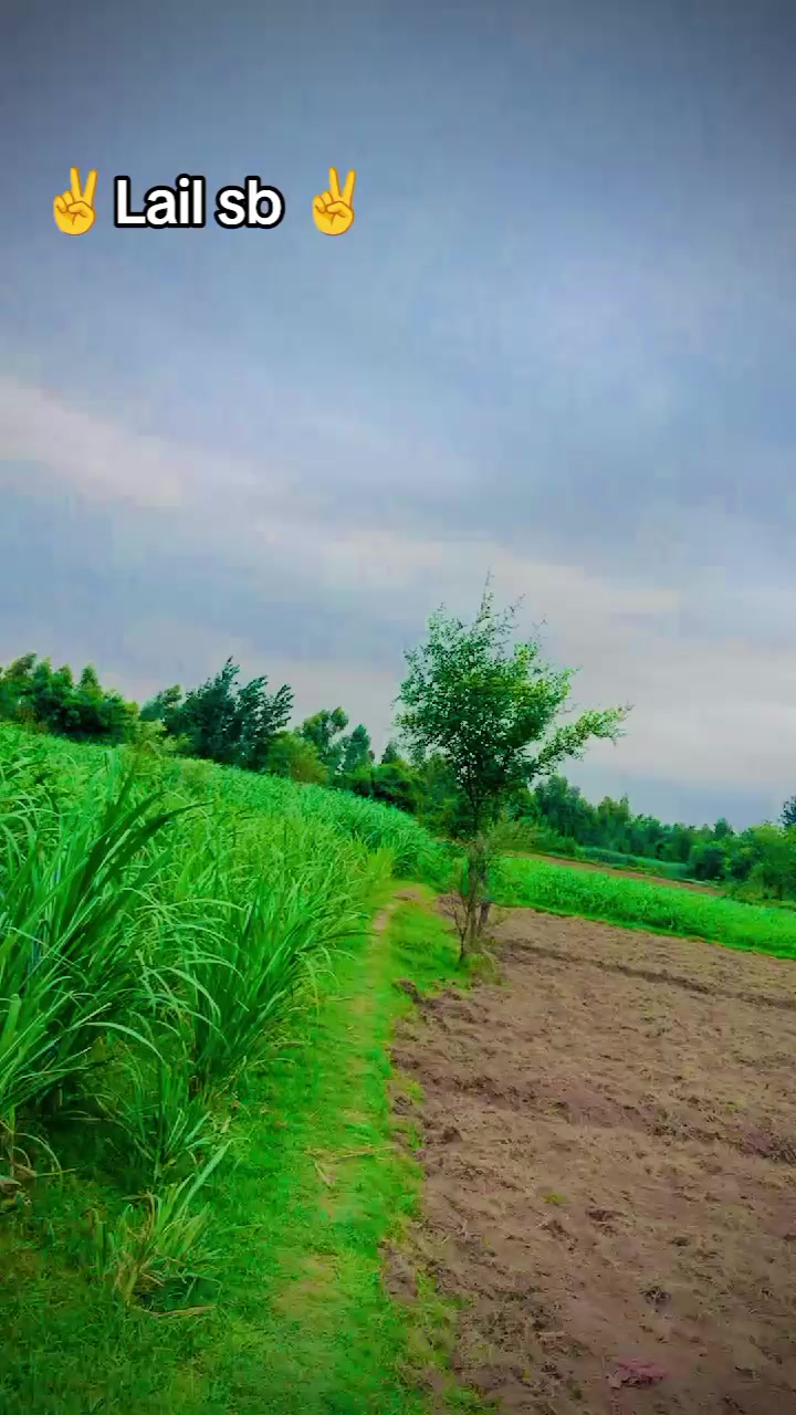@sarfrazlailsb
