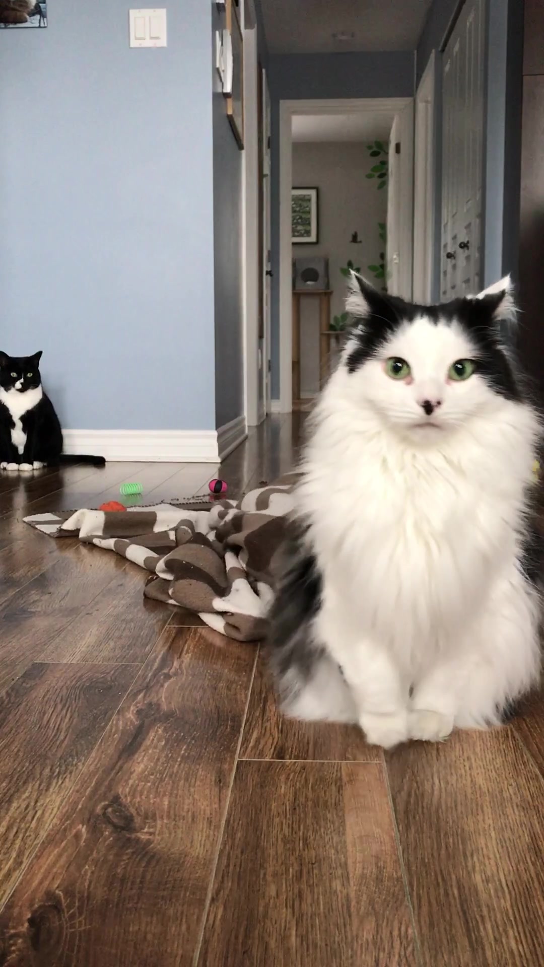 @The Oreo Cat