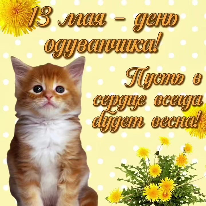 @котики на каждый день