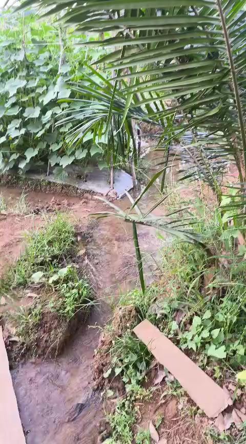 @SURYA TANI