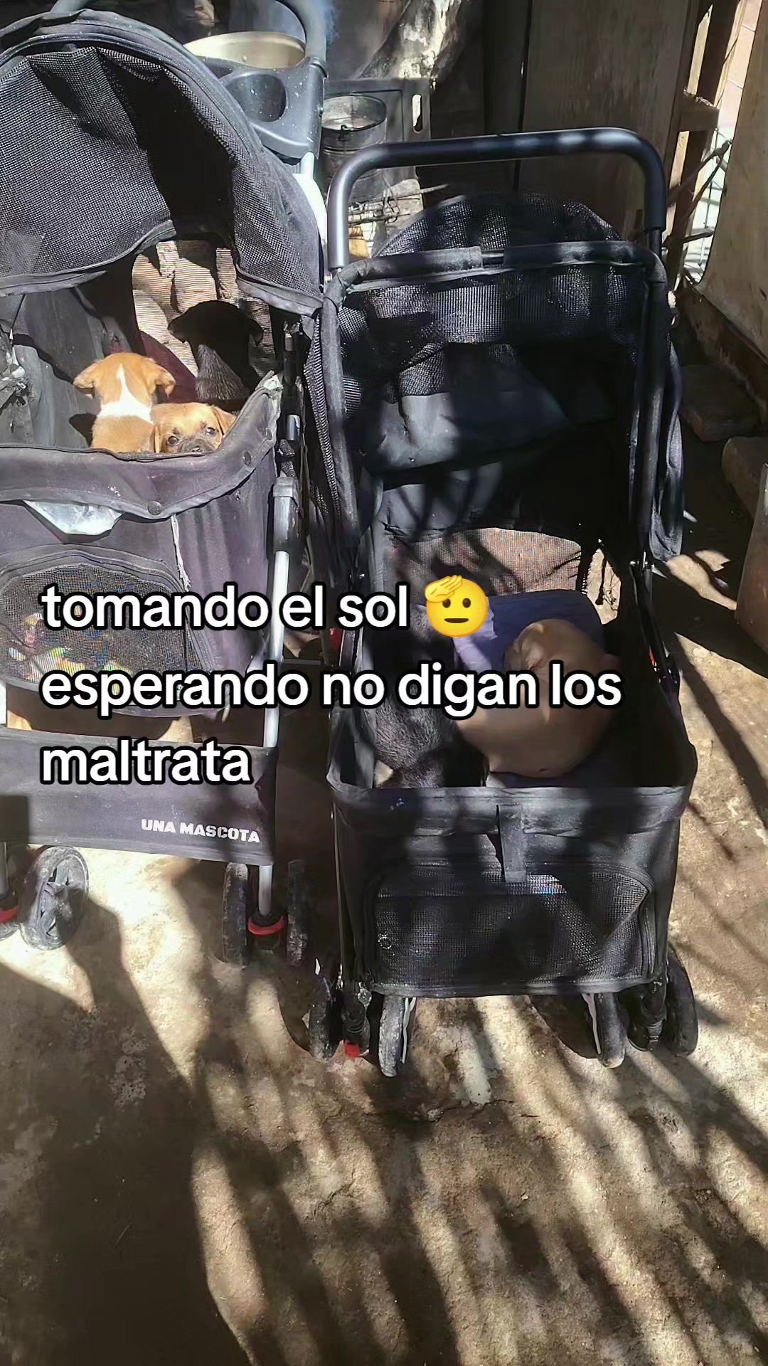@rescate de perros guapos 😚