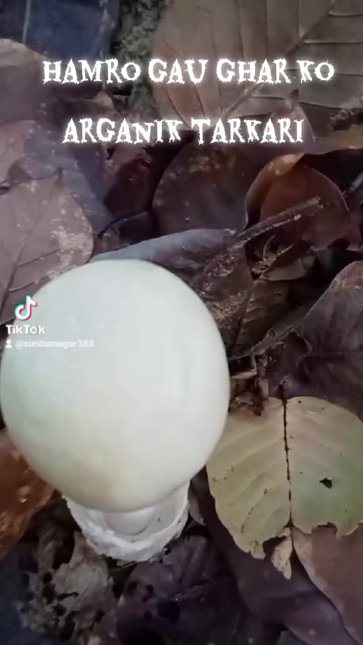 @kanxi