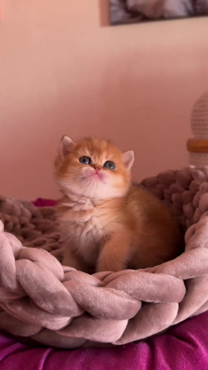@🦋Cattery_Airveils🦋